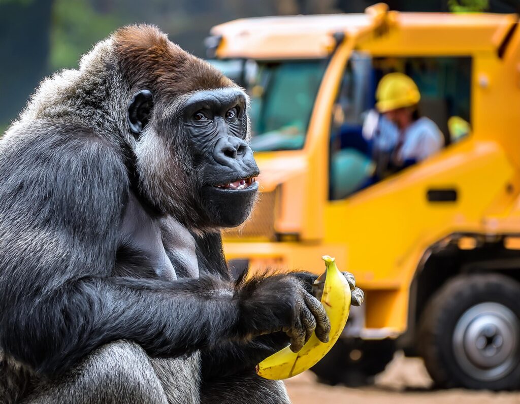 A picture of a gorilla holding a banana with a yellow construction vehicle and worker in the background